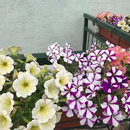 Jasmine's Vendeghaz Konukevi